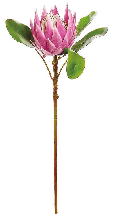 King Protea