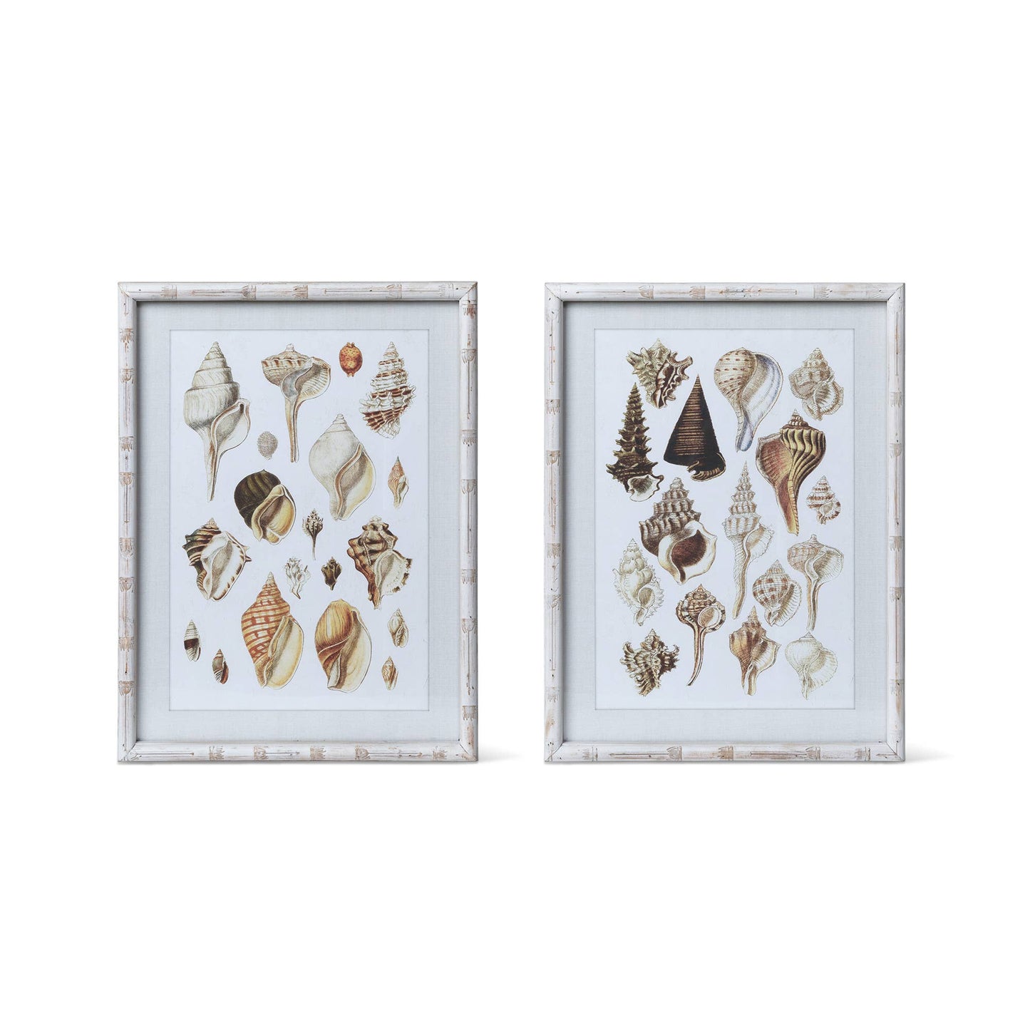Seashell Collection Prints