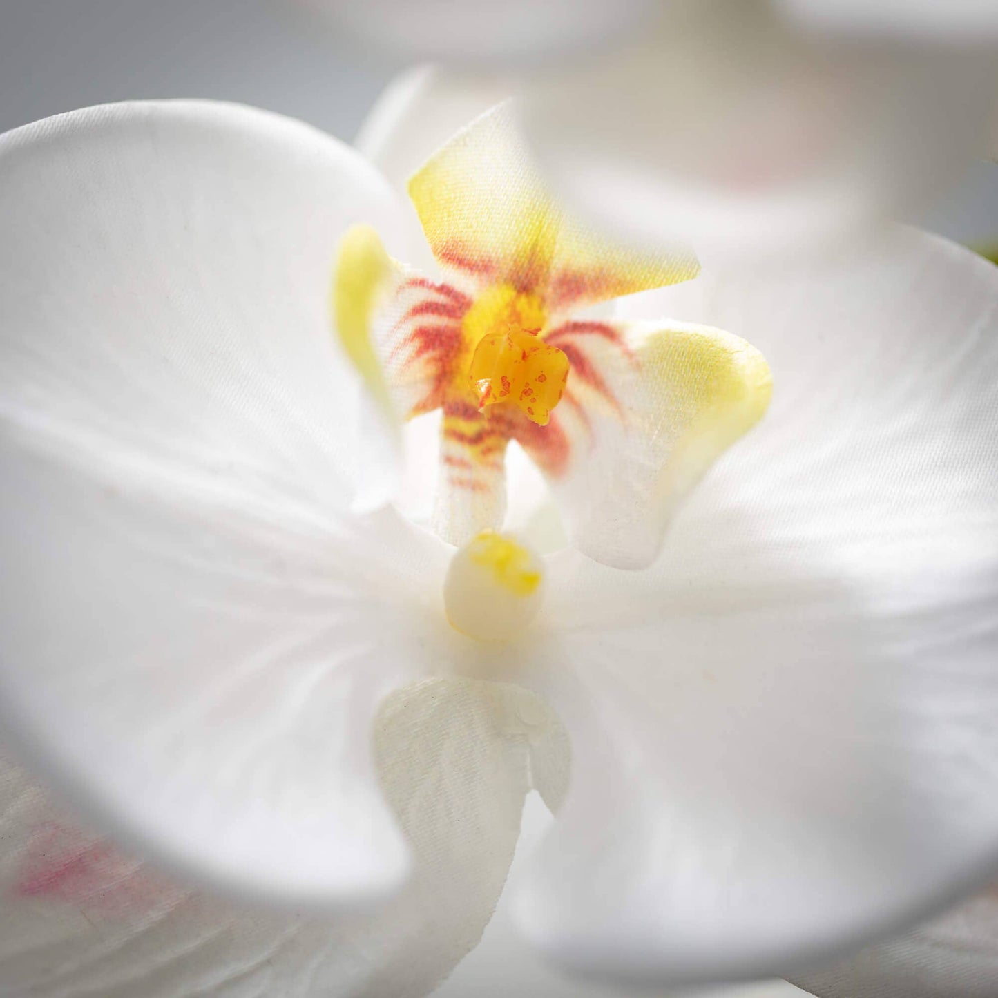 Crisp White Orchid Stem
