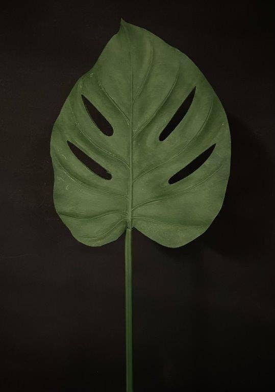 Tropical leaf