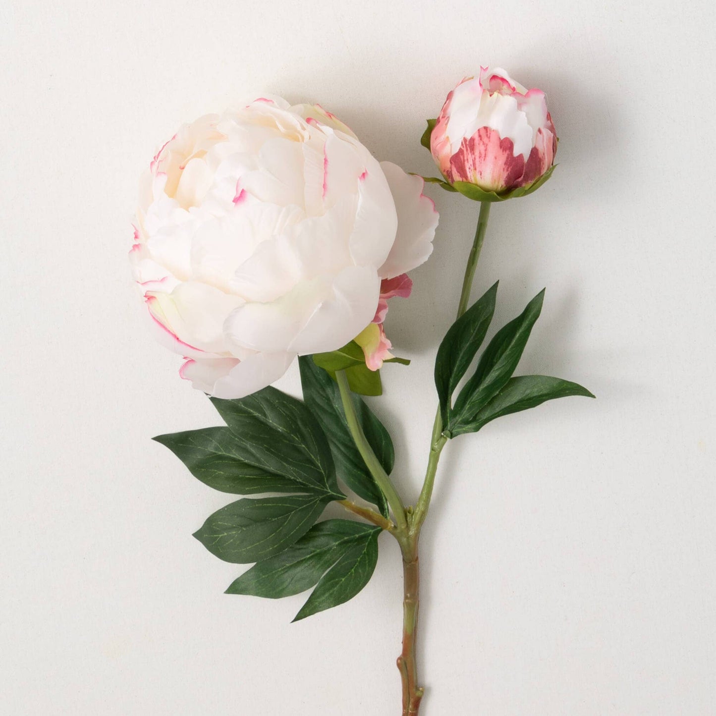 Pink White Peony With Bud