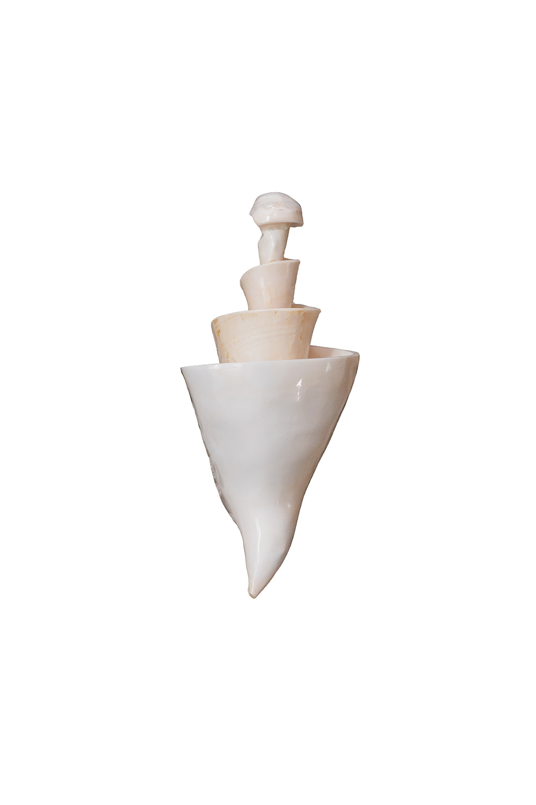 Lancers Spiral Shell