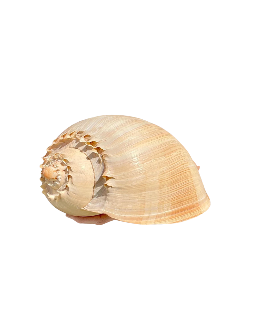 Large Melon Shell