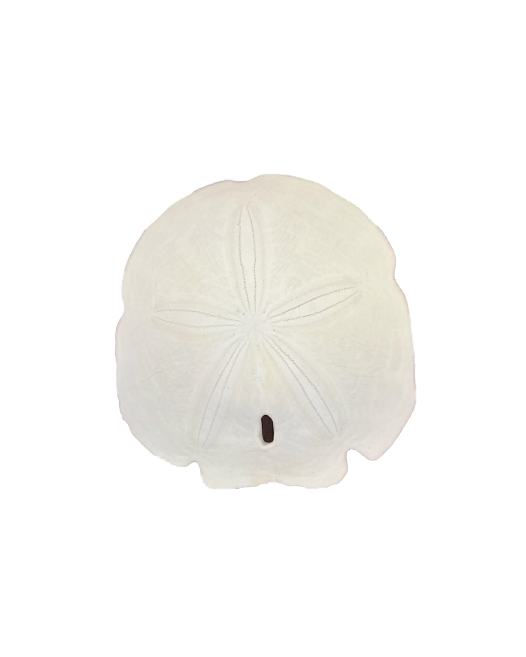 Sand Dollar Shell