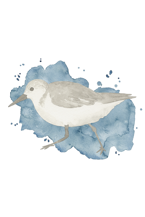 Watercolor Coastal Birds