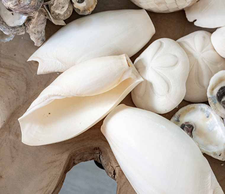 Elephant Shell