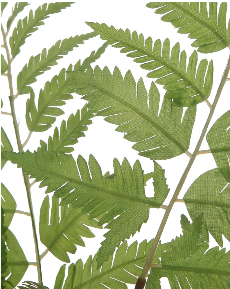 Country Ferns