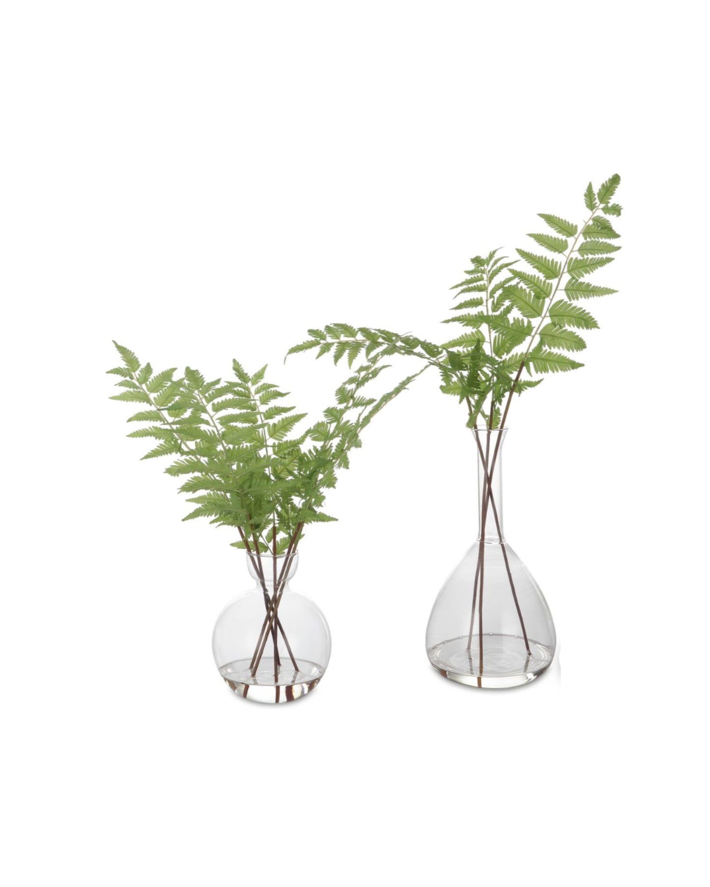 Country Ferns