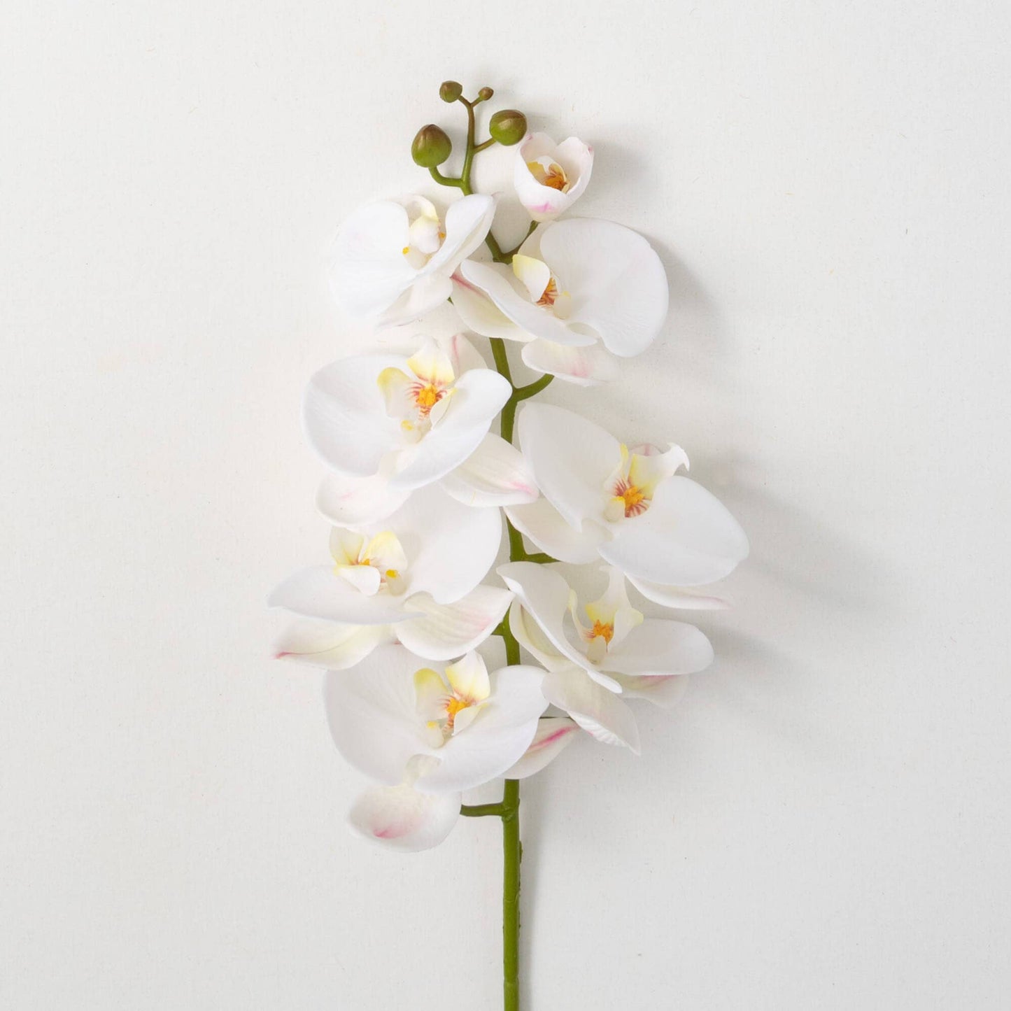Crisp White Orchid Stem