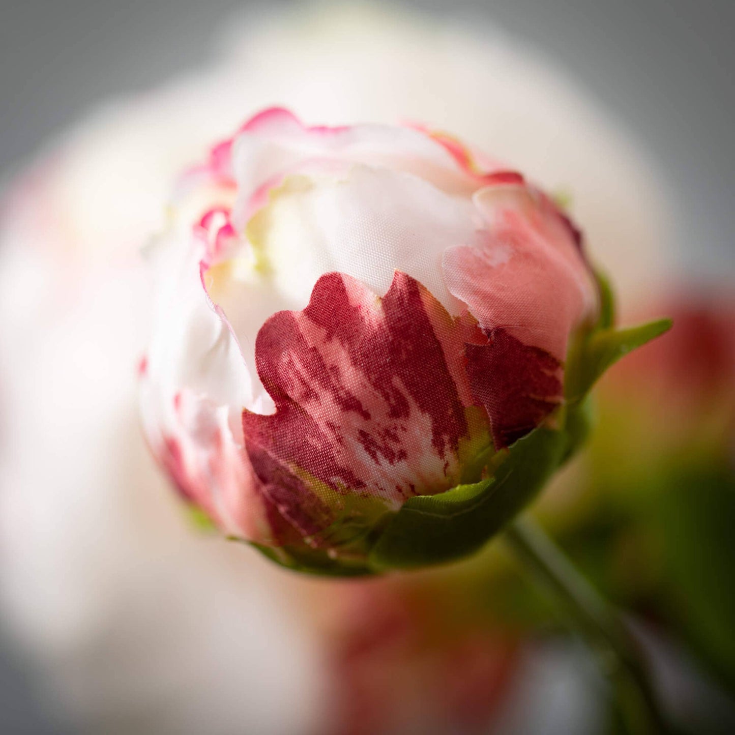 Pink White Peony With Bud