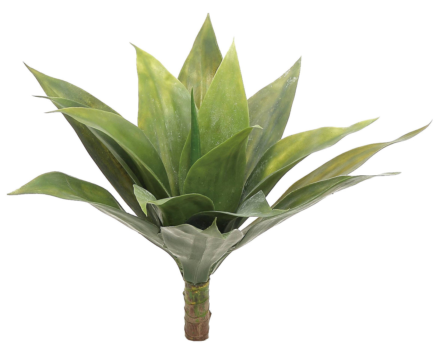 Agave Plant