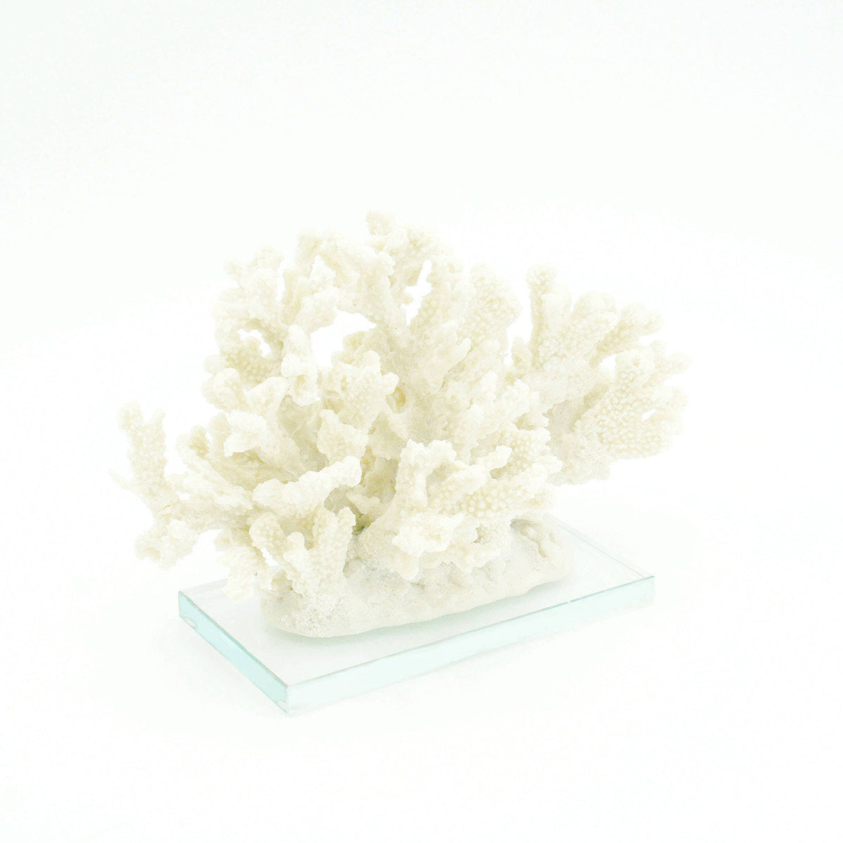 Sanibel Coral