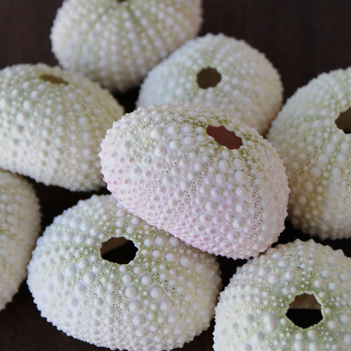 Pink / White Sea Urchin - 1-2" 