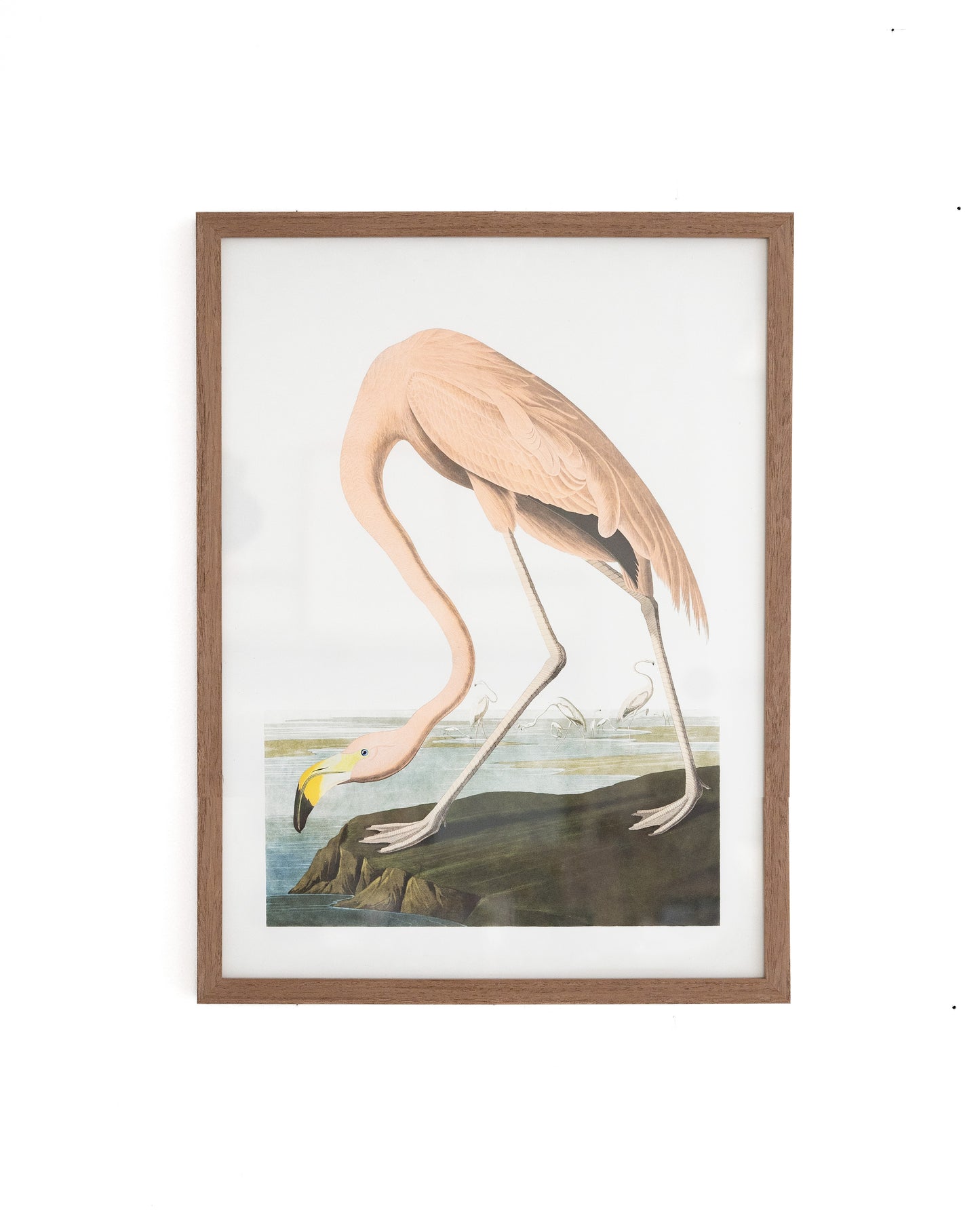 Framed Flamingo Print