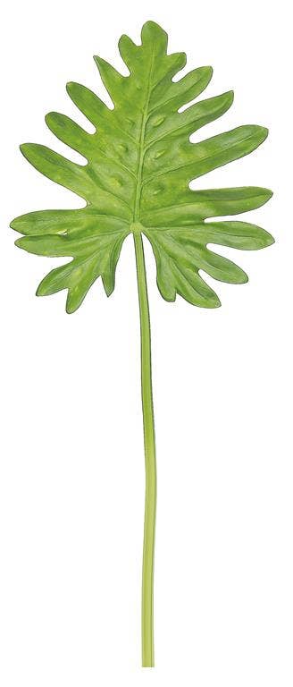 Monstera Leaf