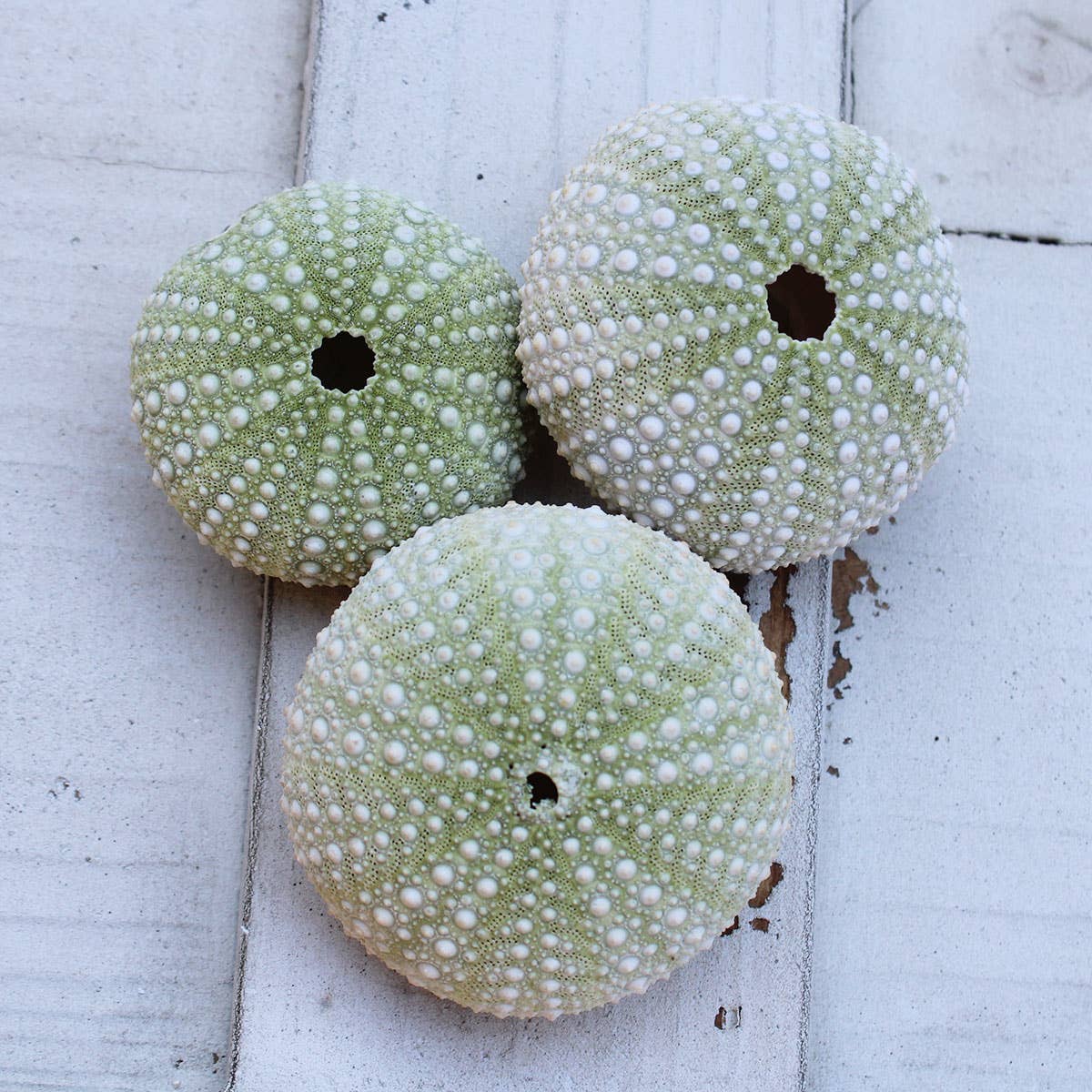 Green Sea Urchin