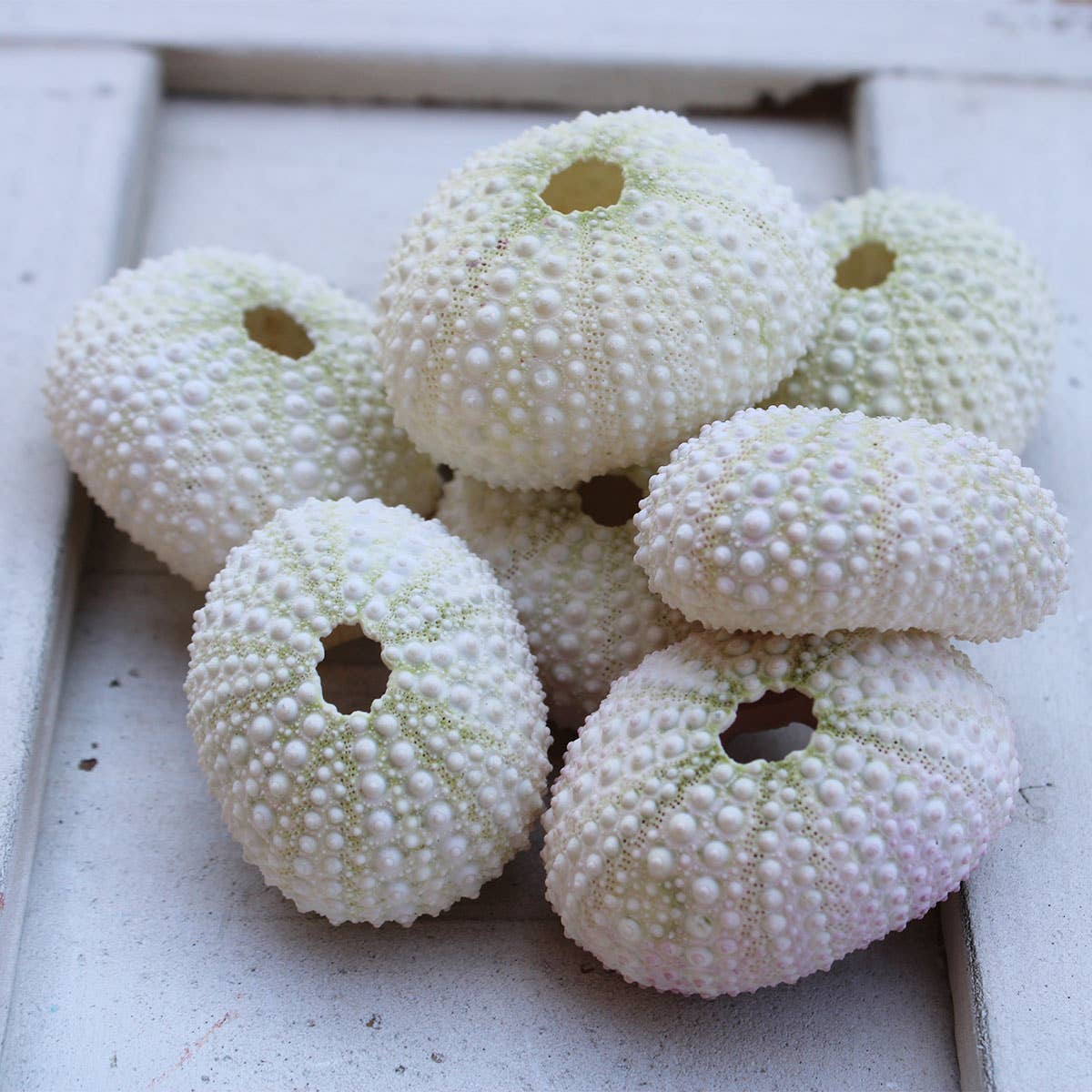 Pink / White Sea Urchin - 1-2" 