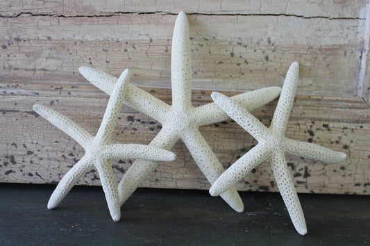Small 2-3" White Finger Starfish