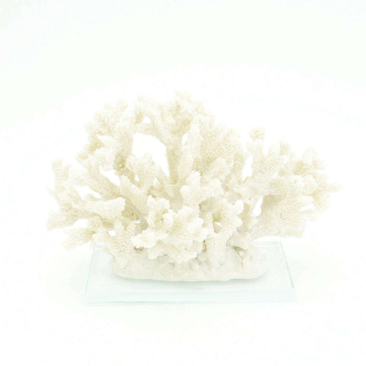 Sanibel Coral