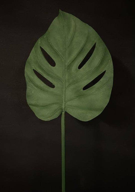 Tropical leaf