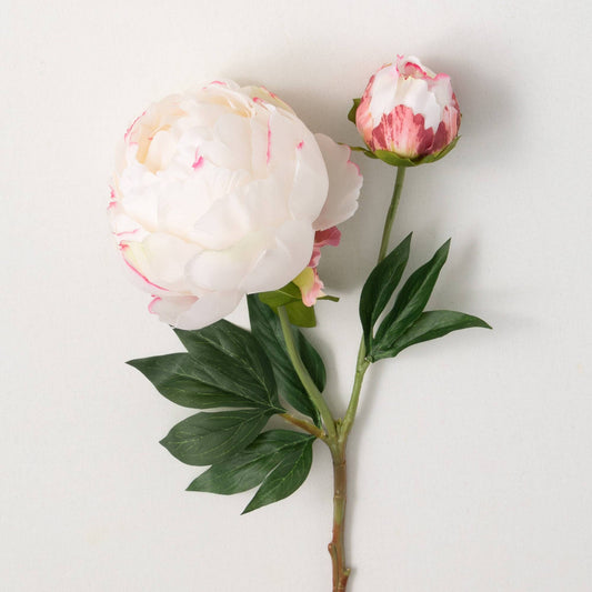 Pink White Peony With Bud