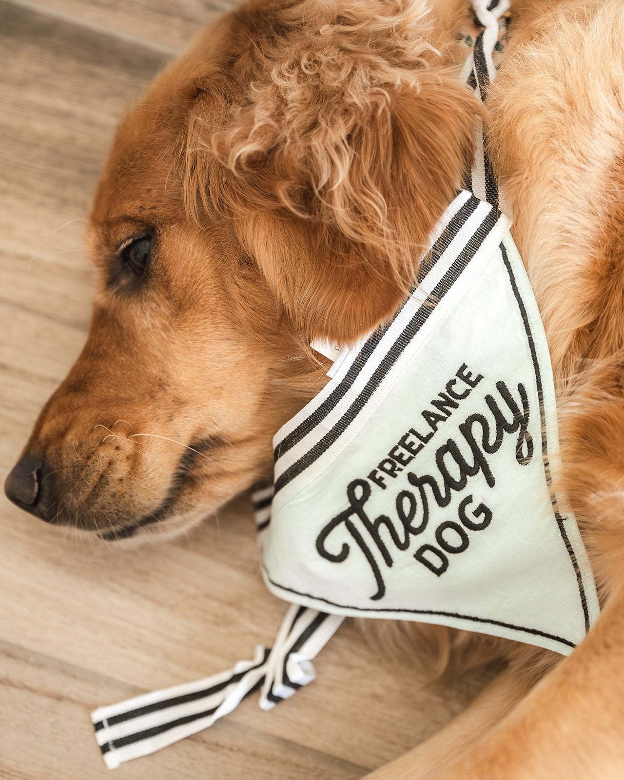 Pet Bandana - Freelance Therapy Dog