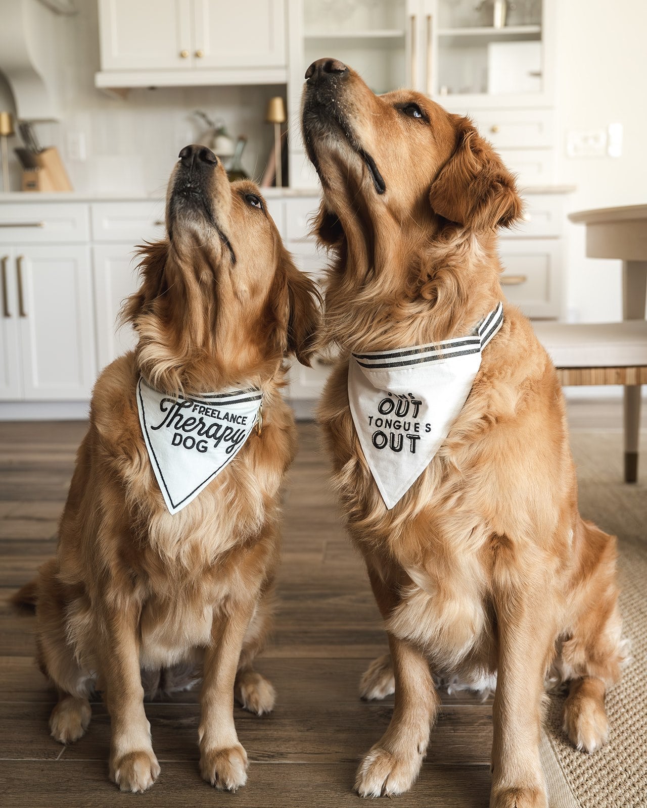 Pet Bandana - Freelance Therapy Dog