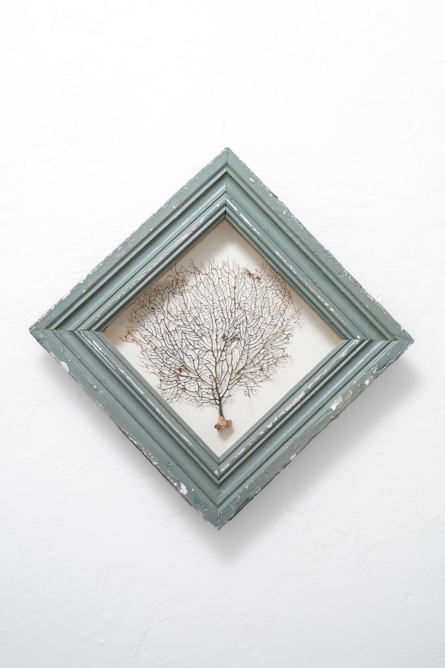 Framed Coral
