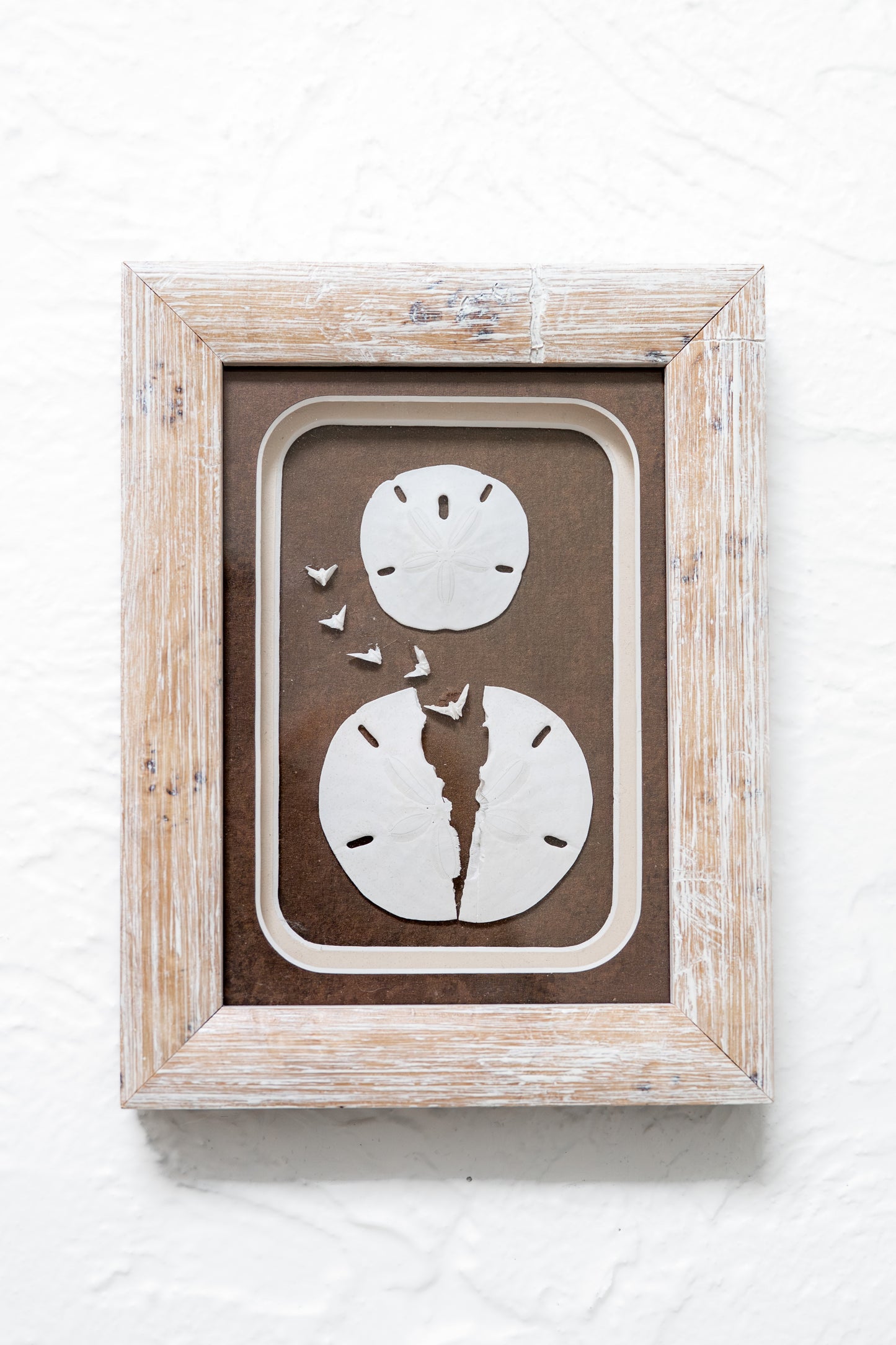 Framed Sand Dollar