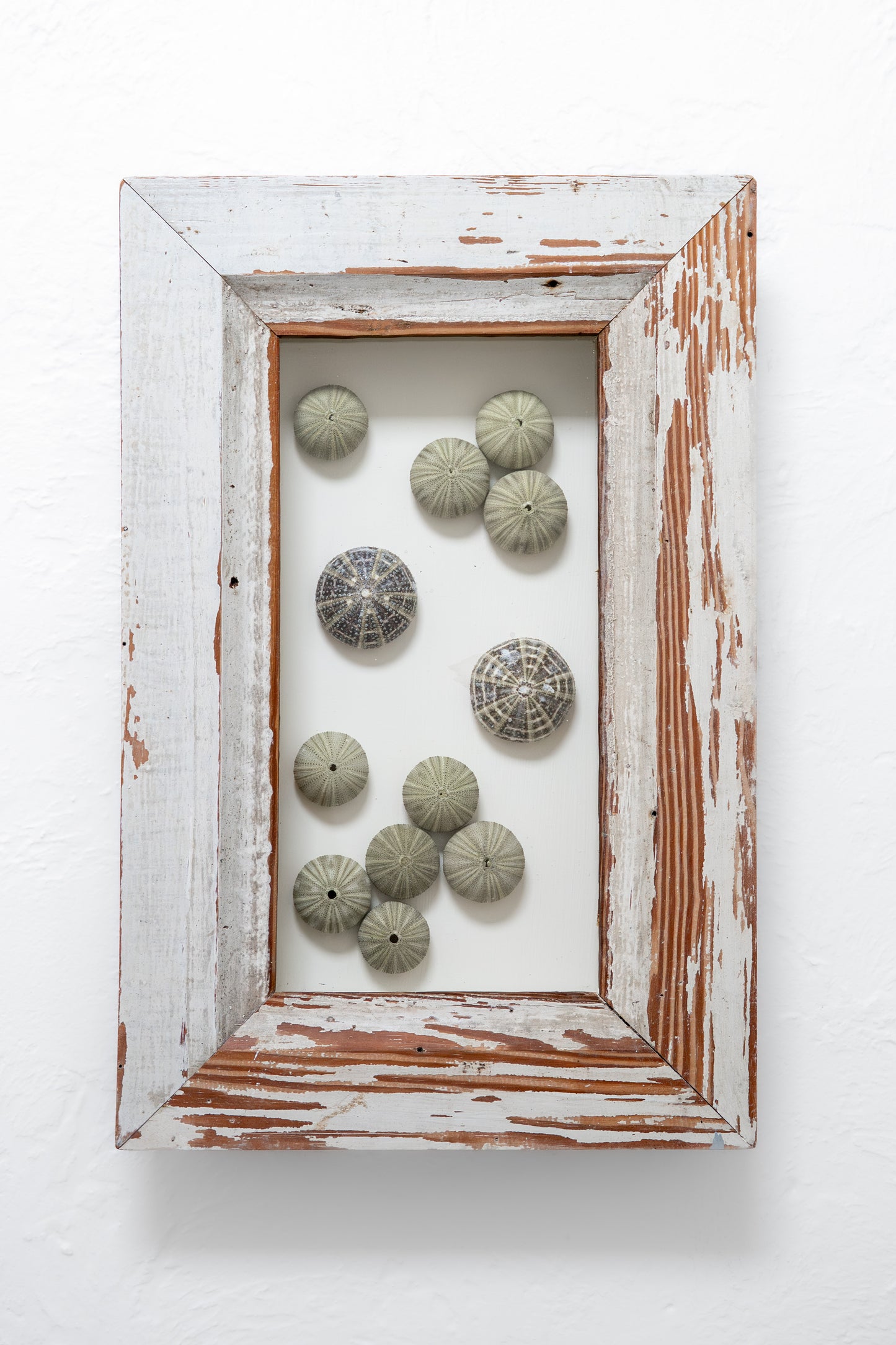 Large Frame Urchins