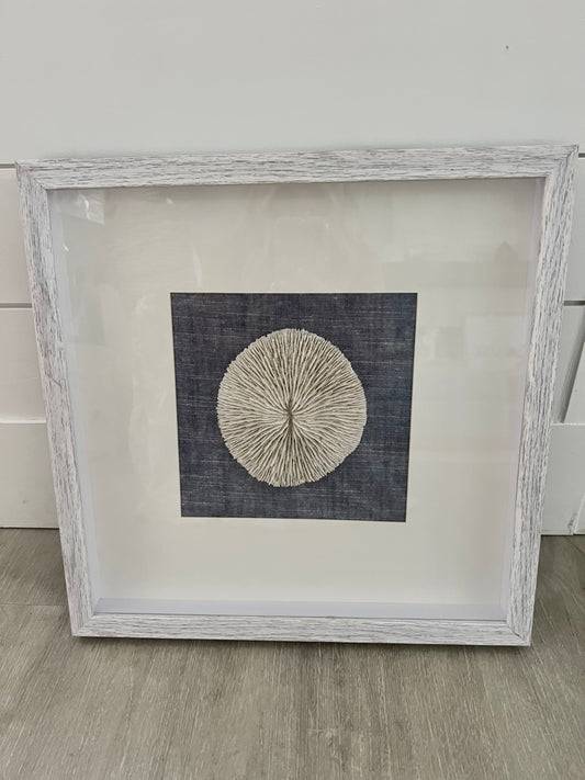 White Framed Urchin