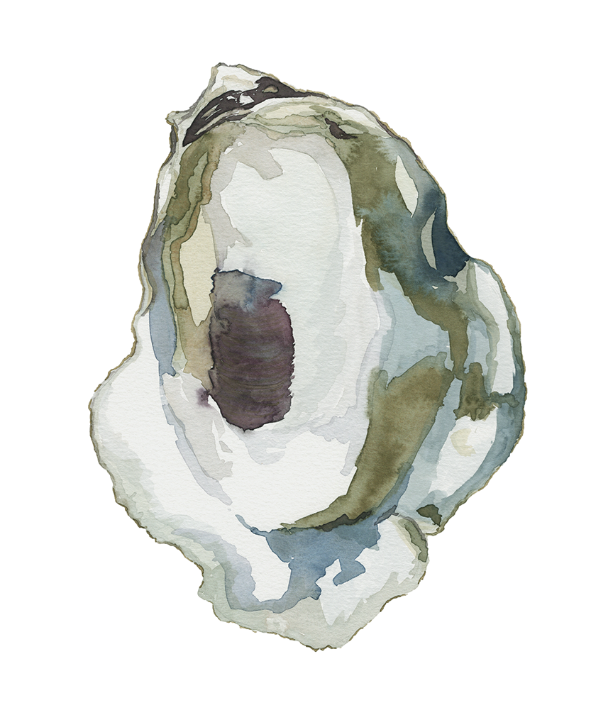 Watercolor Oyster Prints