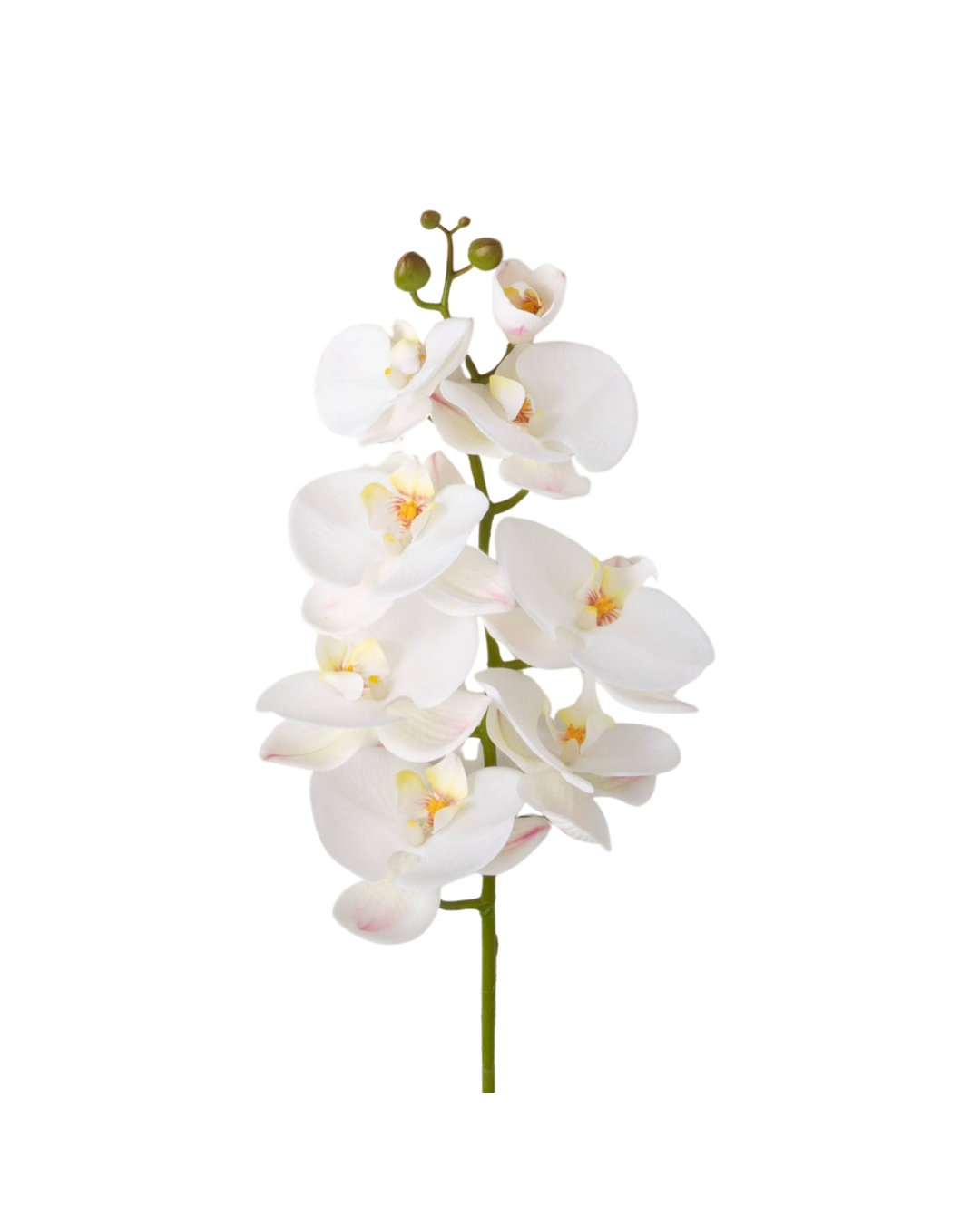 Crisp Orchid Stem