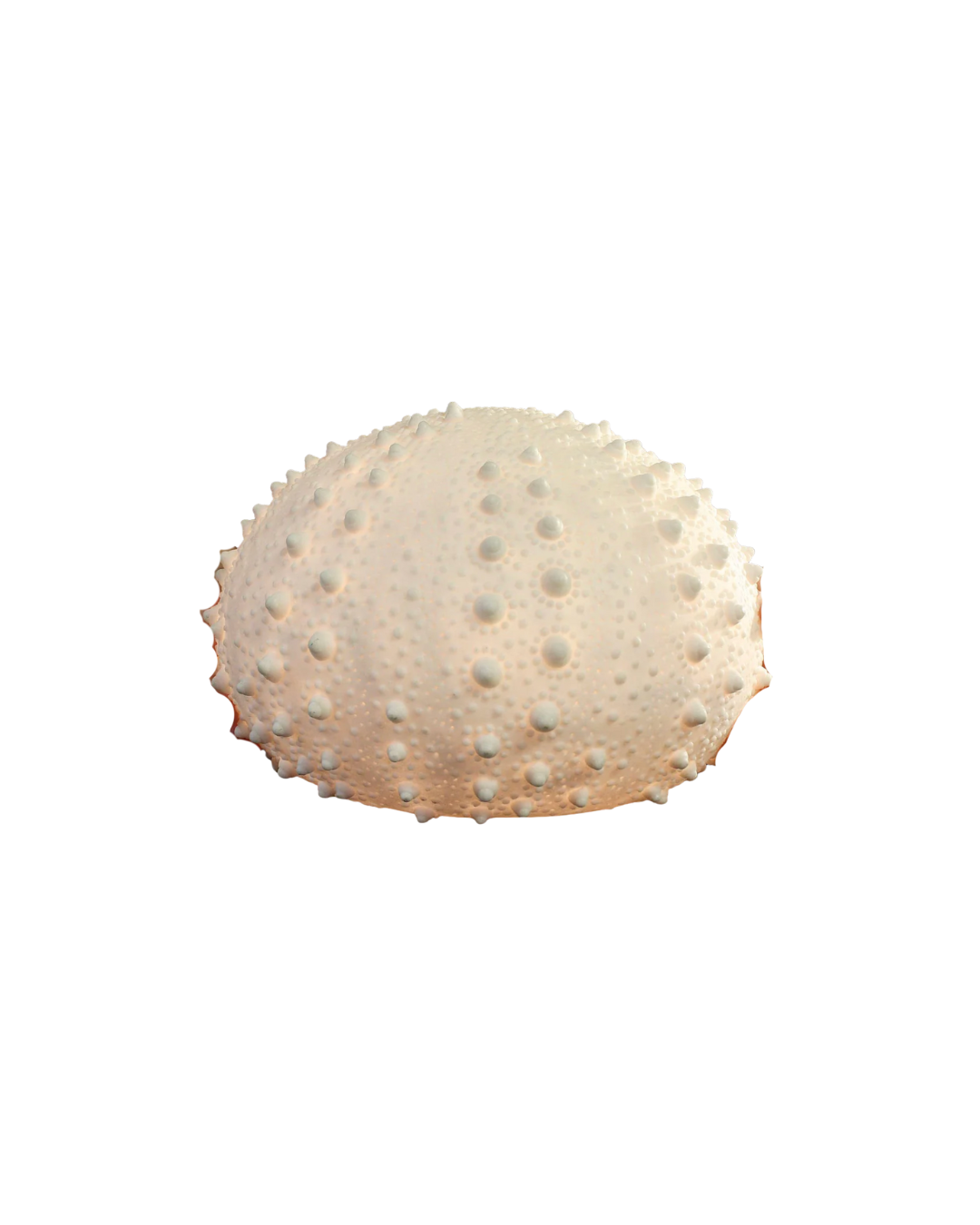 Sea Urchin Lamp