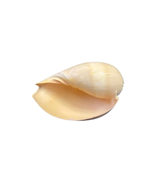Small Sea Melon Shell
