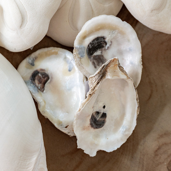 Oyster Shell – Coastal Elegance for Your Home | Beach Haus Interiors