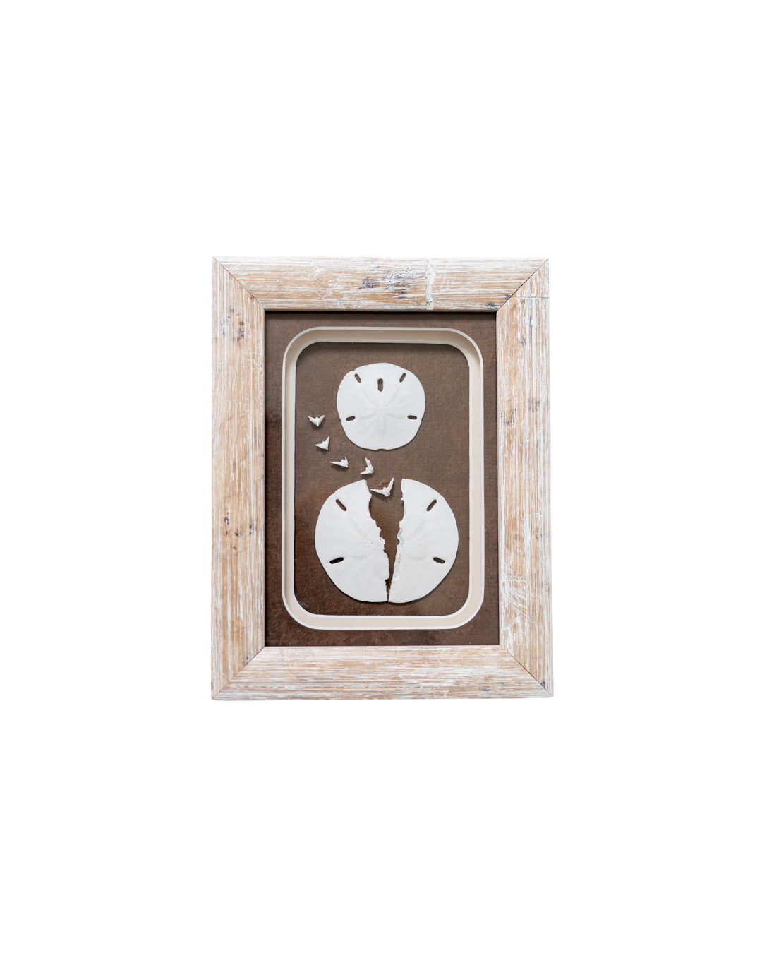 Framed Sand Dollar