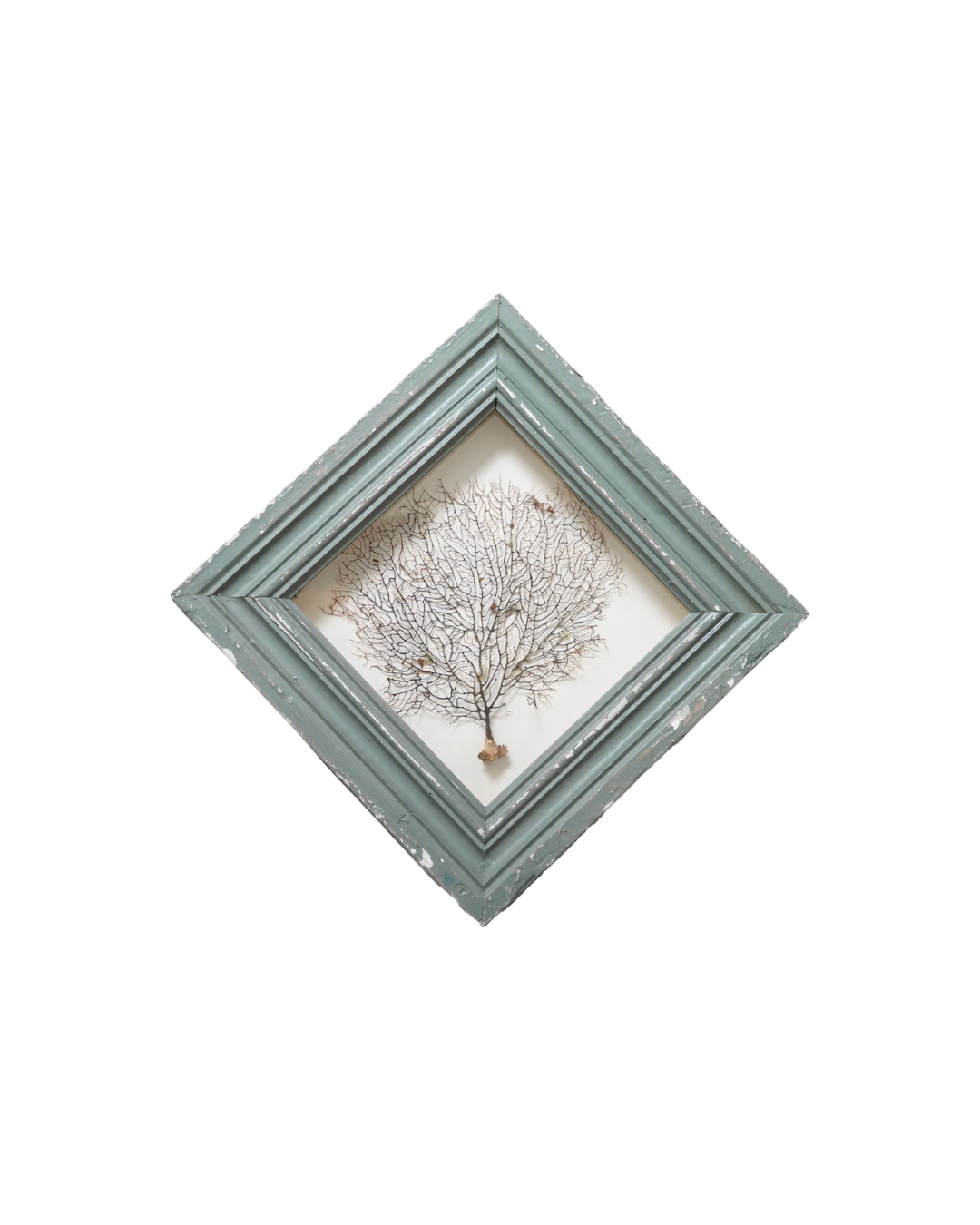 Framed Coral