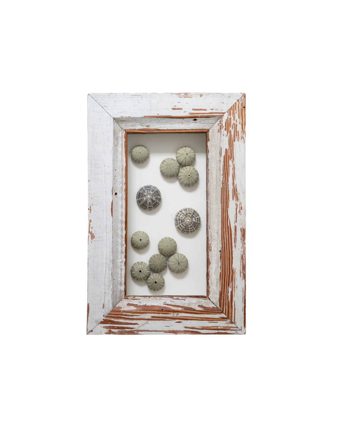 Large Frame Urchins