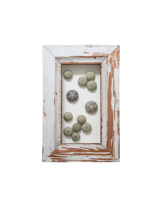 Large Frame Urchins