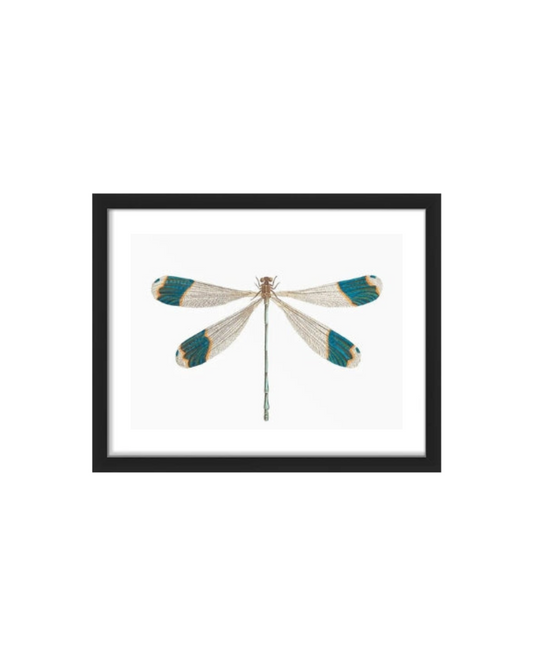 Black Framed Dragonfly Print