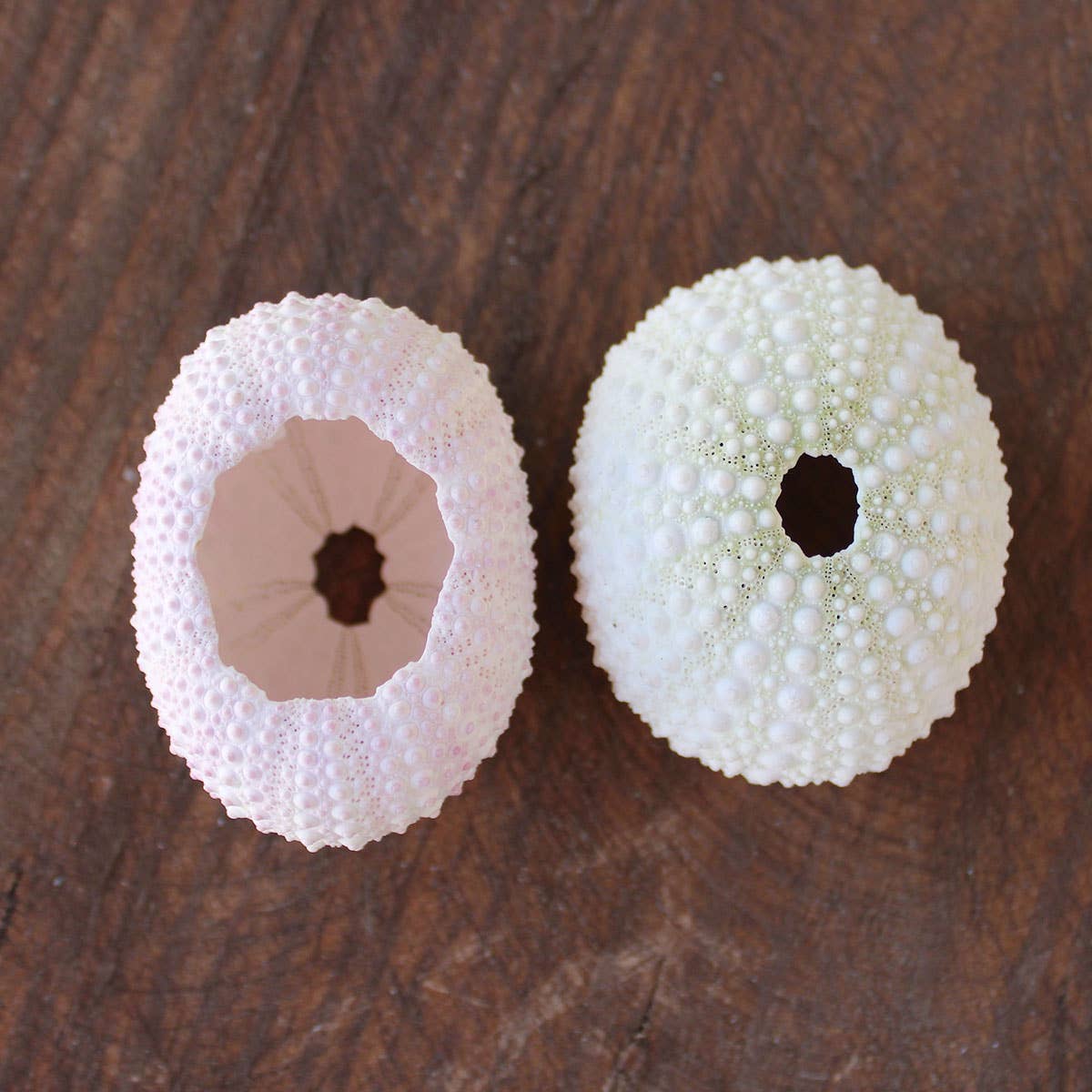 Pink / White Sea Urchin - 1-2" 