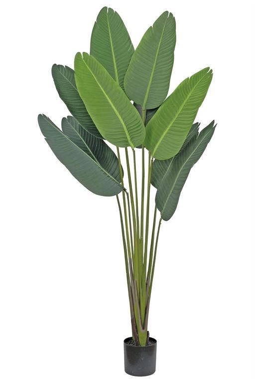 Banana Tree In Pot