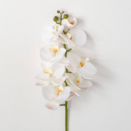 Crisp White Orchid Stem