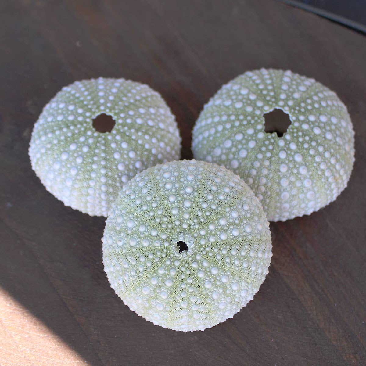 Green Sea Urchin
