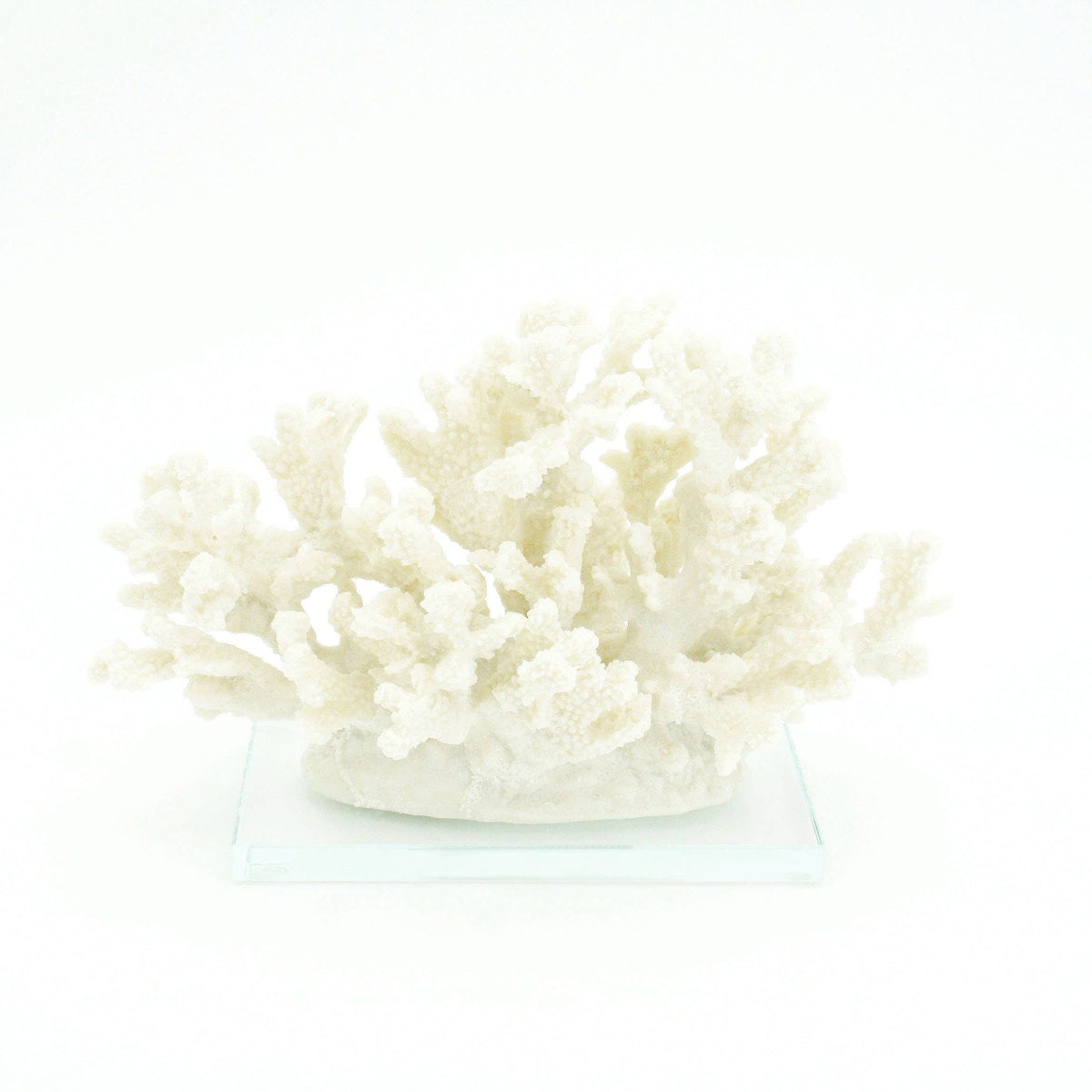 Sanibel Coral