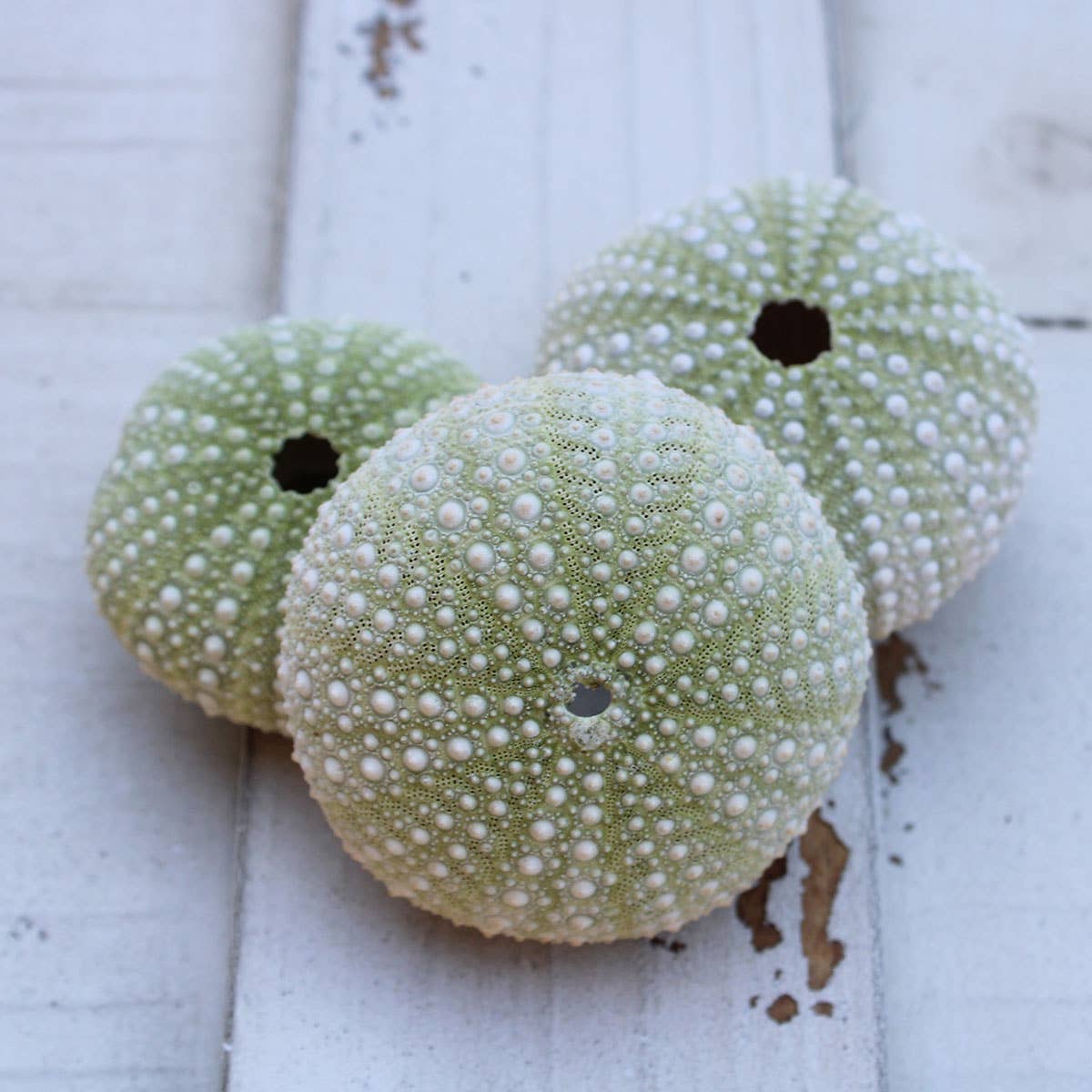 Green Sea Urchin