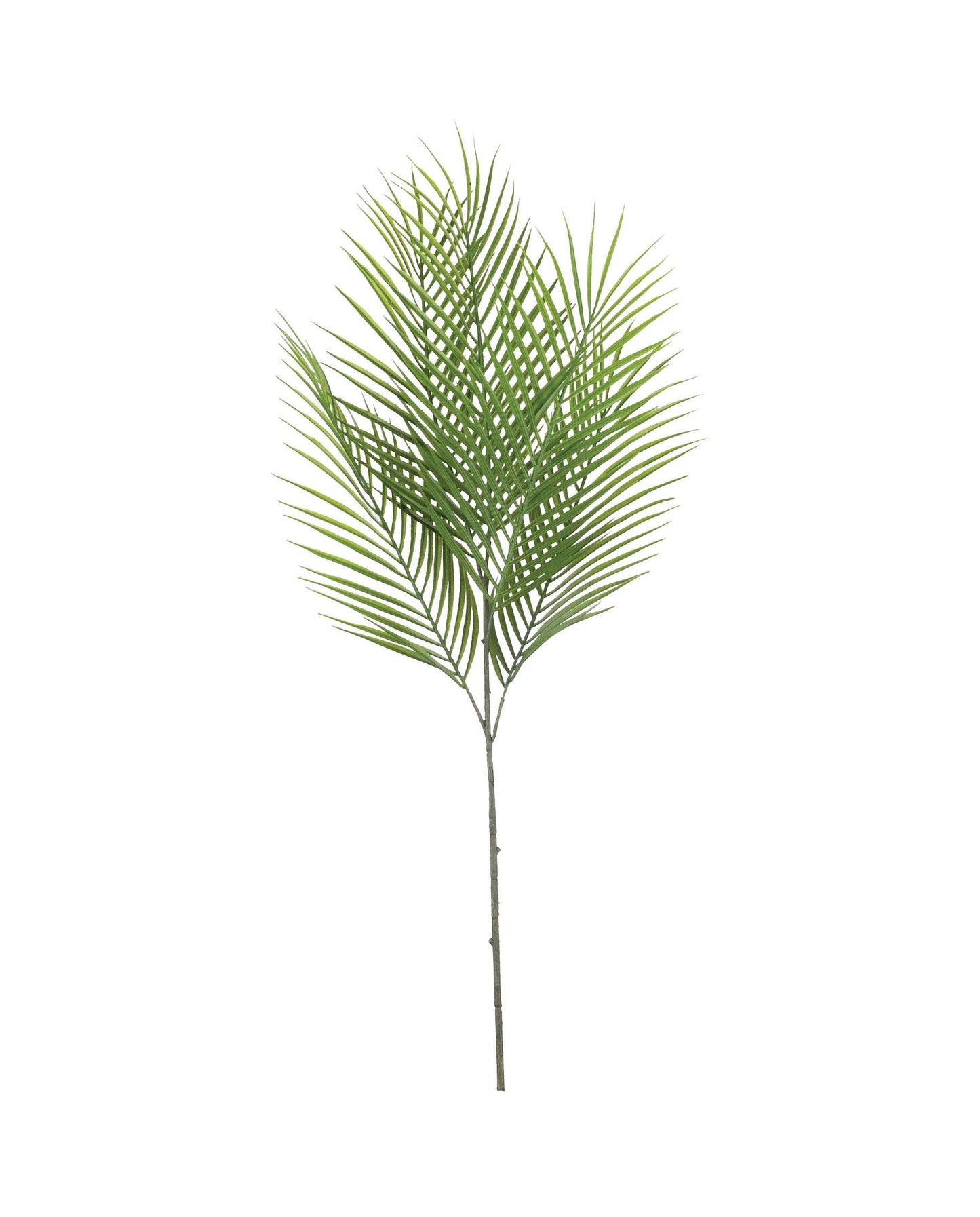 Palm Spray