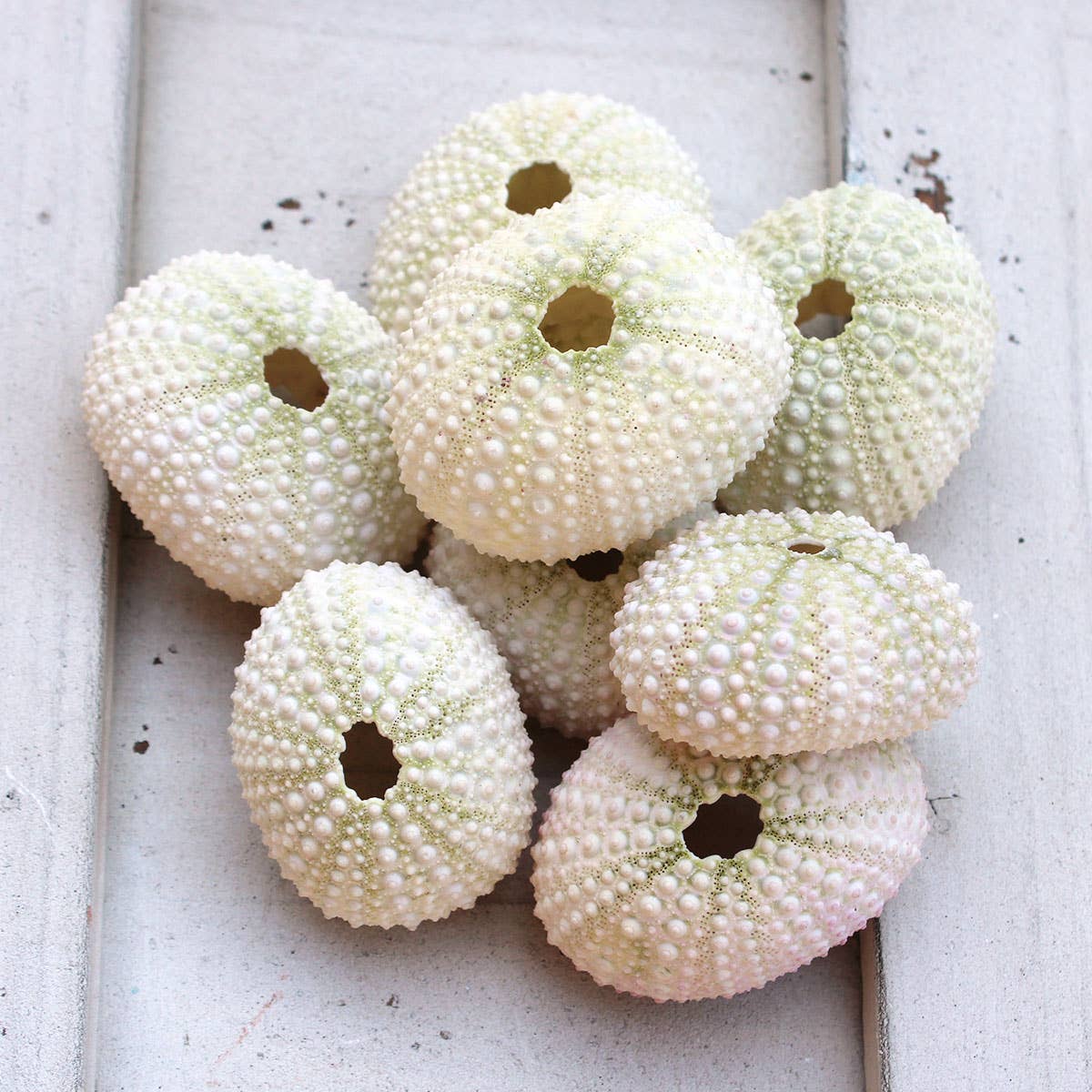 Pink / White Sea Urchin - 1-2" 